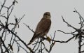 Merlin 2015-11-14_3